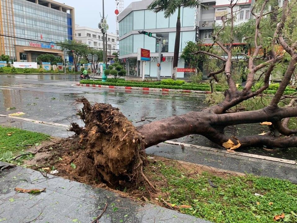 Cây cối bật gốc ở TP Tuy Hòa, Phú Yên do ảnh hưởng của bão số 9. Ảnh: Nhiệt Băng