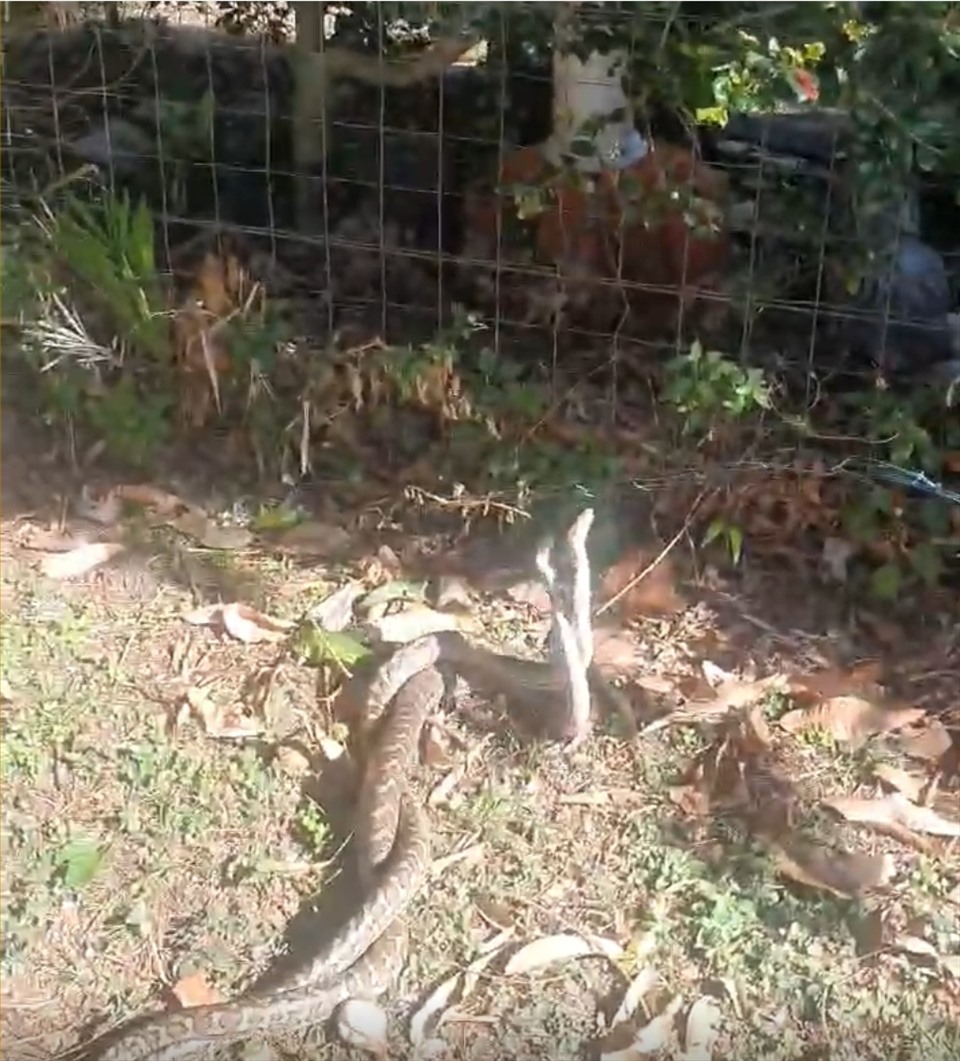 2 con rắn đã sống trên cây xoài ở trong sân nhà dân với nhau được vài tuần. Ảnh: Chụp màn hình