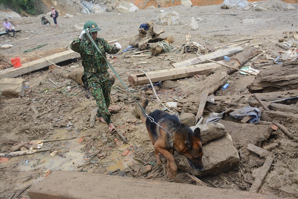 Chó nghiệp vụ hỗ trợ lực lượng chức năng tìm kiếm nạn nhân bị sạt lở ở Trà Leng.