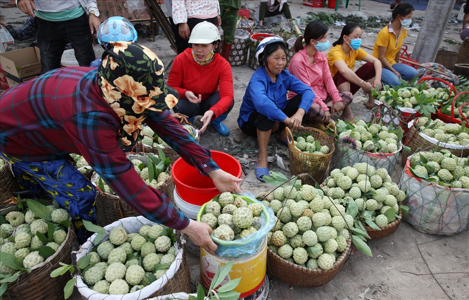 Tại chợ Đồng Bành, na được thương lái lựa chọn thu mua từ 20.000-60.000 đồng/kg tùy loại quả nhỏ to. Mỗi ngày, có khoảng 50 tấn na tập kết ở chợ này, được thương lái thu mua đi tiêu thụ khắp miền Bắc.