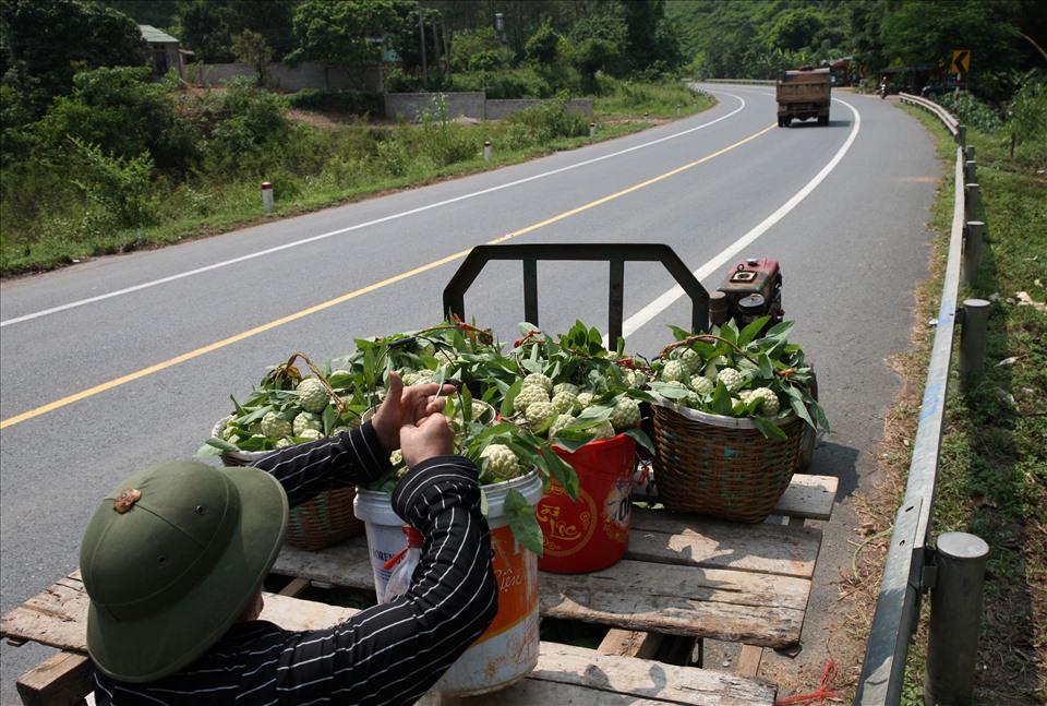 Anh Hoàng Văn Phú dùng xe công nông chở na đến các đại lý bán cho thương lái.