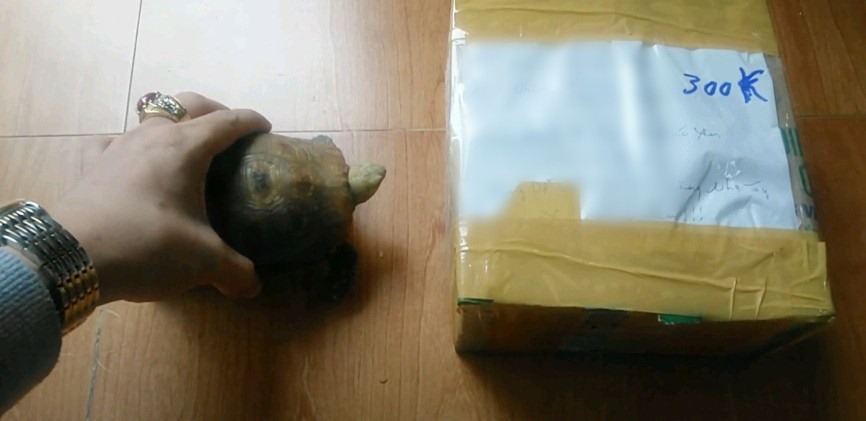Hình ảnh trong video “đập hộp” sau khi mua được rùa núi vàng được đăng tải. Ảnh: Chụp màn hình.