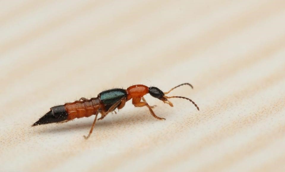 Kiến ba khoang to hơn kiến bình thường, ngoại hình đặc trưng bởi 2 màu đen và đỏ