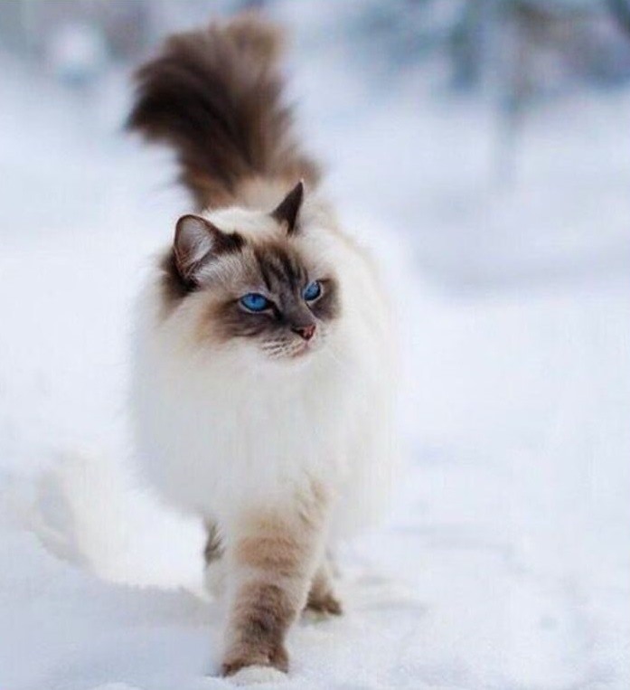 Mê mẩn với 5 giống mèo có bộ lông đẹp nhất thế giới