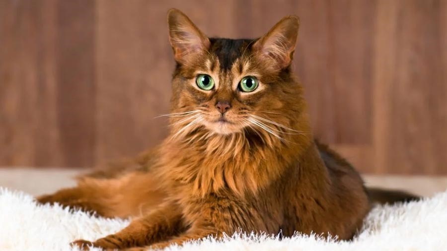 4. Giống mèo Somali: Giống mèo Somali có nguồn gốc xuất xứ ở Ai Cập,