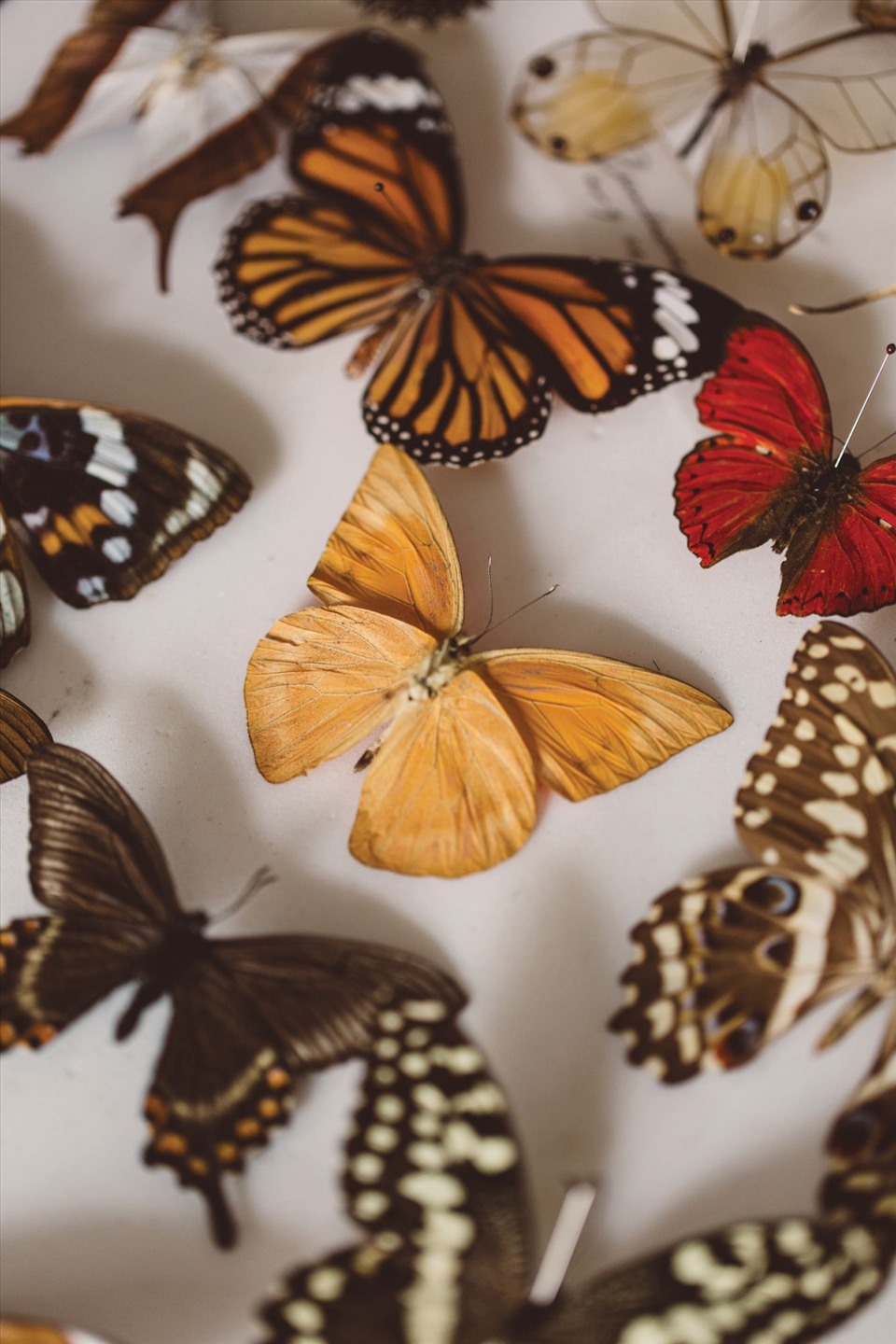 Những loài bướm khác nhau được gắn kết (Ảnh: Stephanie Teng cho Tatler Hong Kong).