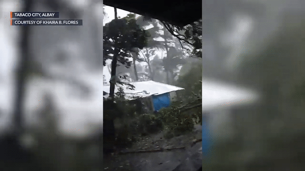 Bão Goni quật đổ cây cối ở Tabaco, Albay, Philippines. Ảnh: Rappler