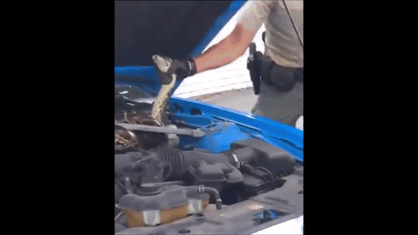 Con trăn Miến Điện ẩn náu trong khoang động cơ chiếc ô tô Ford Mustang đã bị tóm gọn. Ảnh: FWC