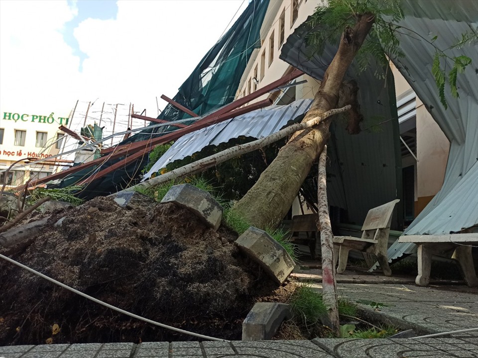 Phòng học học bị hư hỏng nặng và một gốc cây trong khuôn viên trường bị bật gốc. Ảnh: C.P