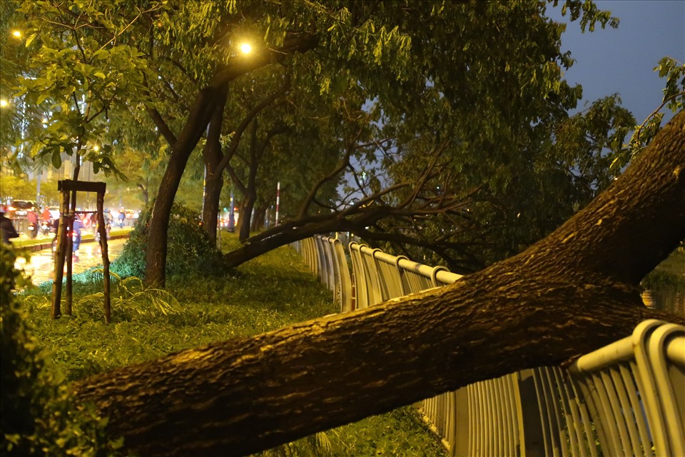  Trong cơn mưa dông mạnh chiều tối 31.10, nhiều cây xanh trên đường Võ Văn Kiệt (Quận 6) bị bật gốc đổ ngã. Ảnh: Hữu Huy