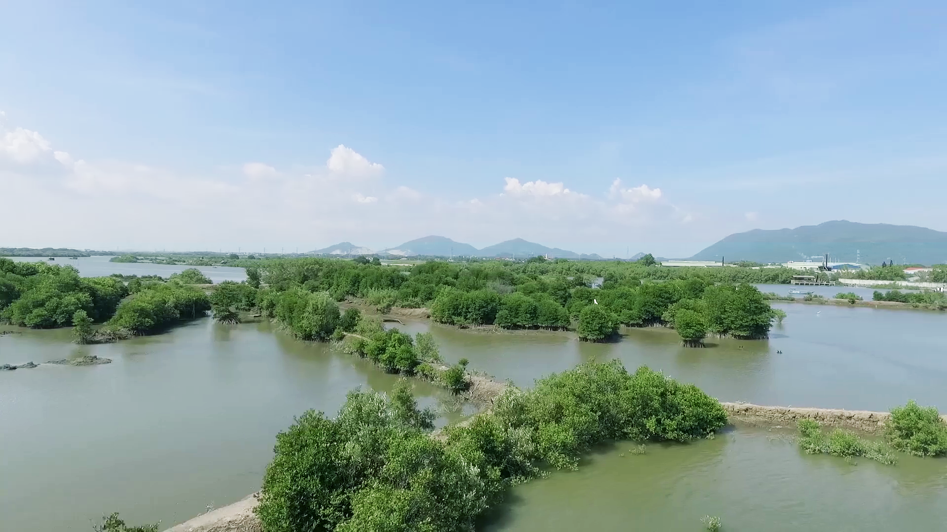 Mảng xanh đang dần hình thành từ những hàng đước non do Quỹ “1 triệu cây xanh cho Việt Nam” và Vinamilk trồng tại ven sông Chà Và, tỉnh Bà Rịa-Vũng Tàu.