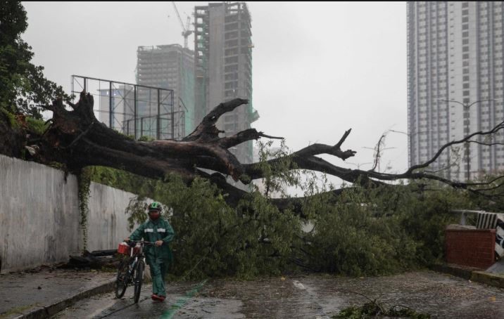 Uma grande árvore foi derrubada pelo tufão Vamco do outro lado da estrada em Quezon City em 12 de novembro.  Foto: Reuters