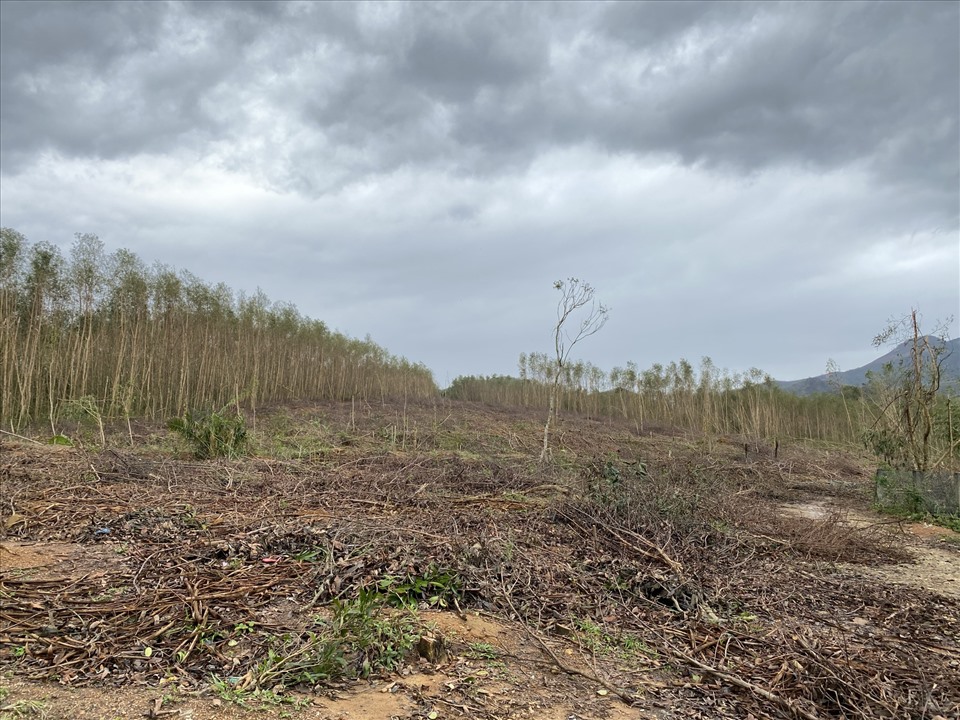 Hàng ngàn hec-ta rừng keo lá tràm sau khi khai thác tại xã Bình An, huyện Bình Sơn, tỉnh Quảng Ngãi, để lại rừng núi trơ trụi (ảnh T.H)