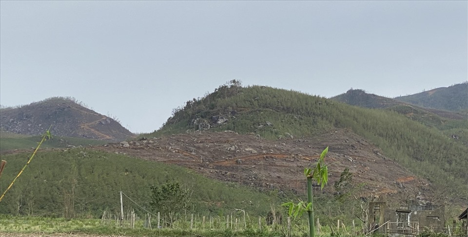 Trồng cây nguyên liệu giấy, sau năm năm, rừng lại thành đất trống đồi trọc (ảnh T.H)