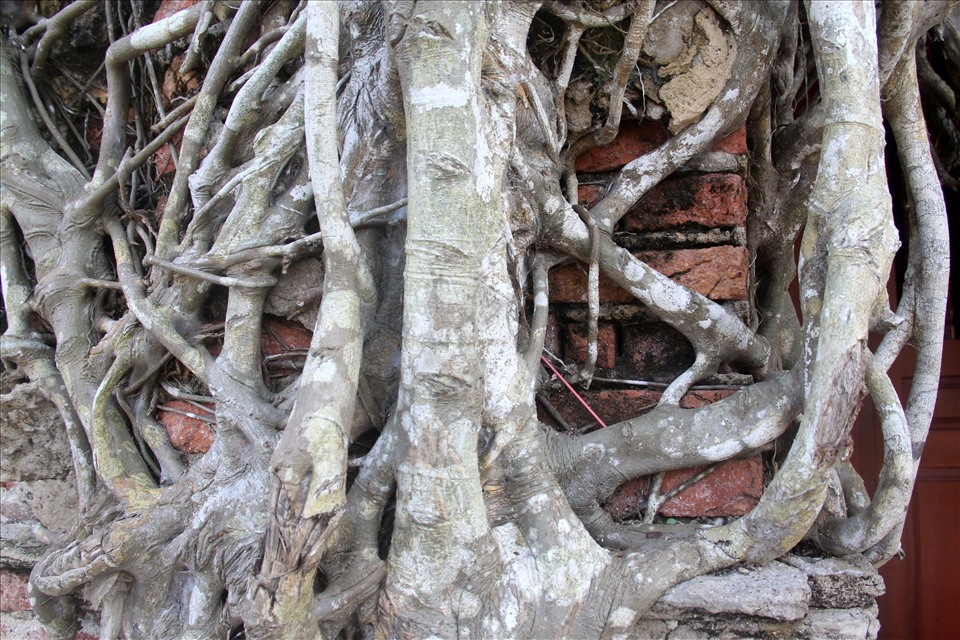 Ông Võ Văn Bê (68 tuổi, người dân địa phương) chia sẻ: “Tôi không biết đình được xây dựng từ năm nào, nhưng nếu không có bộ rễ của cây bồ đề bám vào thì đình chắc đã sập rồi”.