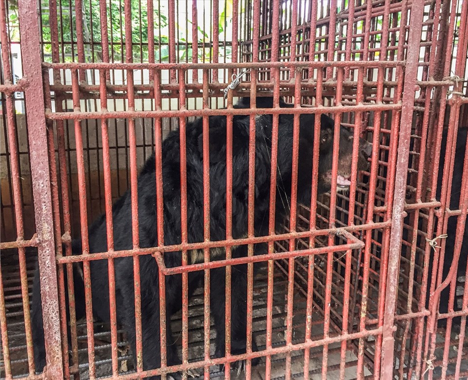 Các chú gấu được cứu hộ sau nhiều năm bị nuôi nhốt để lấy mật. Ảnh: ENV cung cấp