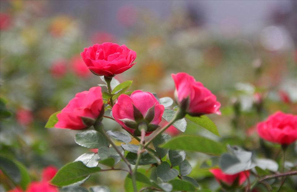 Theo ông Nguyễn Tấn Hùng – Phó Chủ tịch UBND xã Phước Hòa, trên địa bàn xã có 201 hộ trồng hoa, diện tích trồng hoa năm nay giảm 20-30% so năm ngoái vì người dân sợ không tiêu thụ hoa do COVID-19