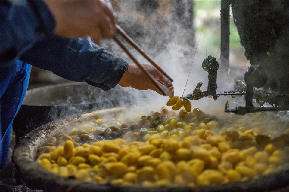 Sau khi được thả vào nước nóng và đào đều, kén mềm và bong áo kén ra ngoài, các thợ sẽ tìm mối gốc của tơ để rút ra