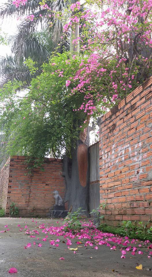 Trước cổng nhà được anh trồng cây hoa giấy phủ đầy khu tường rào.