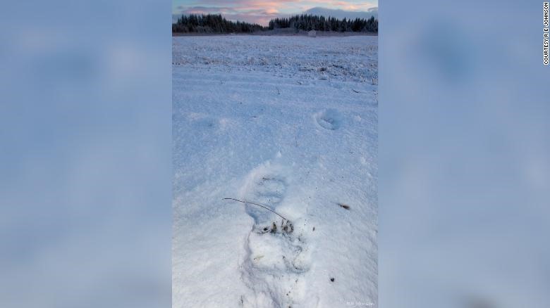 Dấu chân động vật để lại trên tuyết tại sân bay Yakutat hôm 15.11, một ngày sau va chạm. Ảnh: AlaskaAirlines