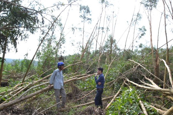 Cơn bão số 9 vừa qua đã làm cho vườn keo của gia đình ông Huỳnh Hữu Tài (bên trái) ở xã Bình Hiệp, huyện Bình Sơn (Quảng Ngãi) bị thiệt hại nặng nề.