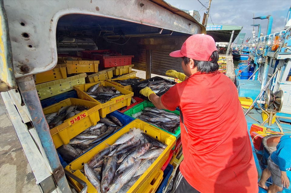 “Nếu như bình thường tàu đi khoảng 20 ngày về là con cá có chất lượng cao nhất, tuy nhiên đợt này bão liên tiếp khiến việc cập cảng để bán kéo dài lên 35 ngày, dẫn đến việc tàu hết đá khiến cá bị hư” – ông Bé cho hay.