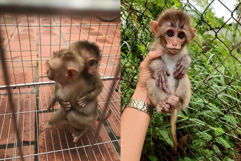 Hội nhóm mua bán khỉ quý hiếm sẽ khiến bạn có thể tìm được vật nuôi độc đáo và đáng yêu nhất. Hãy xem hình ảnh này để tìm hiểu thêm về hội nhóm đầy mê hoặc này!