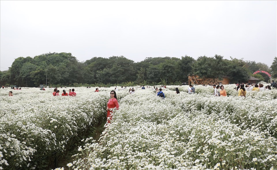 Vườn hoa bãi đá sông Hồng ( ngõ 264 Âu Cơ, Nhật Tân, Tây Hồ, Hà Nội) là vườn hoa lớn nhất Hà Nội. Với sắc trắng tinh khôi thu hút hàng trăm lượt khách đổ về check-in mỗi ngày. Vé vào cổng có giá là 50.000 đồng.