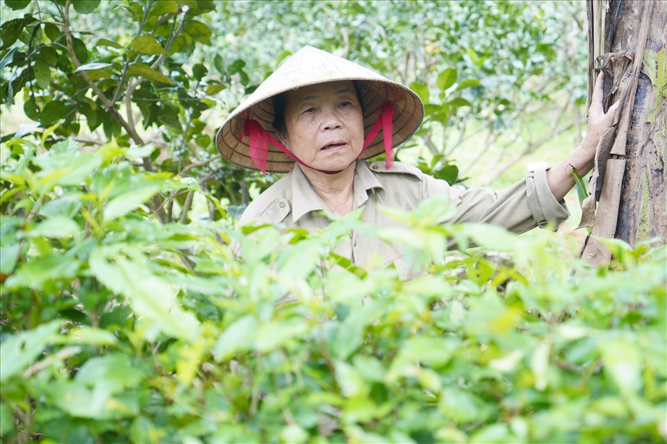 Bà Nguyễn Thị Hiền (thôn Trung Hải) có 370m2 đất trồng tre hợp đồng 50 năm chưa được làm thủ tục đền bù. Ảnh: Quang Đại