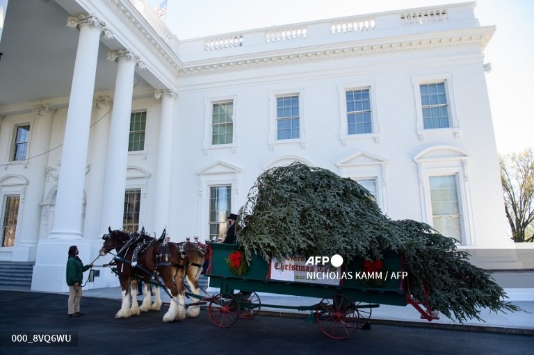 Cây thông giáng sinh của Nhà Trắng năm nay là một cây linh sam Fraser cao 5,6m. Ảnh: AFP