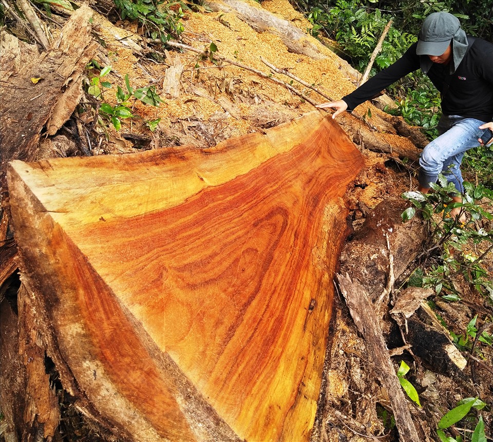 Thực tế, rừng gỗ hương cổ thụ đang mất dần qua hàng năm trước sự “dòm ngó” của lâm tặc