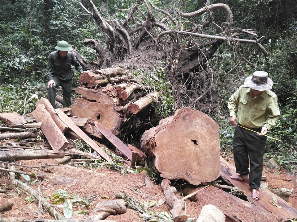 Ngày 18.11, một nhóm lâm tặc lợi dụng thời tiết mưa bão đã lẻn vào khu vực rừng xã Krong, huyện Kbang đốn hạ 4 cây gỗ hương, 1 cây gỗ bằng lăng.