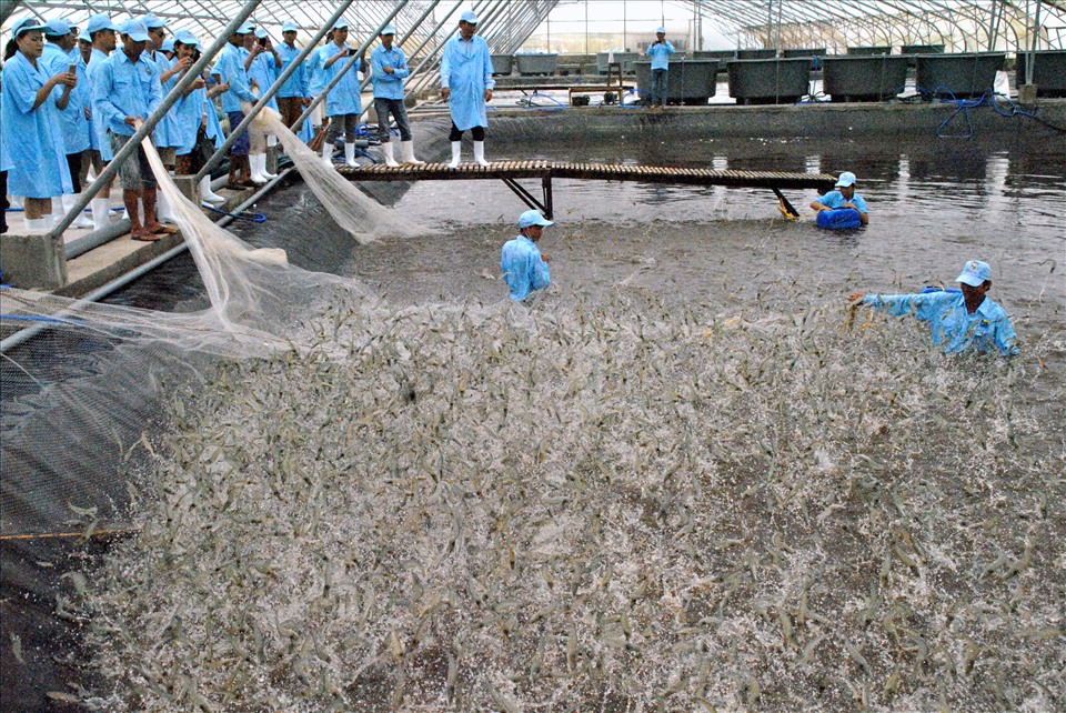 Thu hoạch tôm siêu thâm canh sạch bệnh tại Bạc Liêu (ảnh Nhật Hồ)