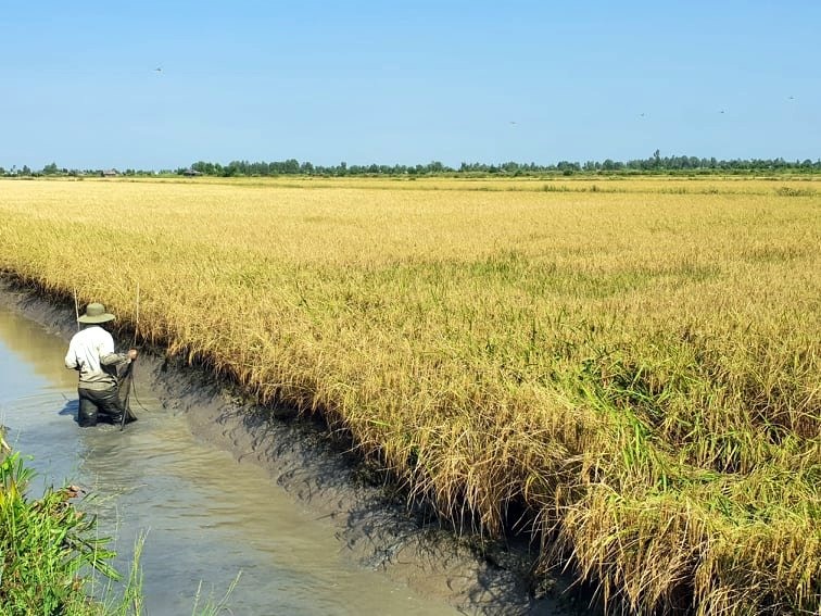Mô hình tôm lúa được cho cho ra sản phẩm tôm sạch đang được canh tác nhiều ở ĐBSCL (ảnh Nhật Hồ)