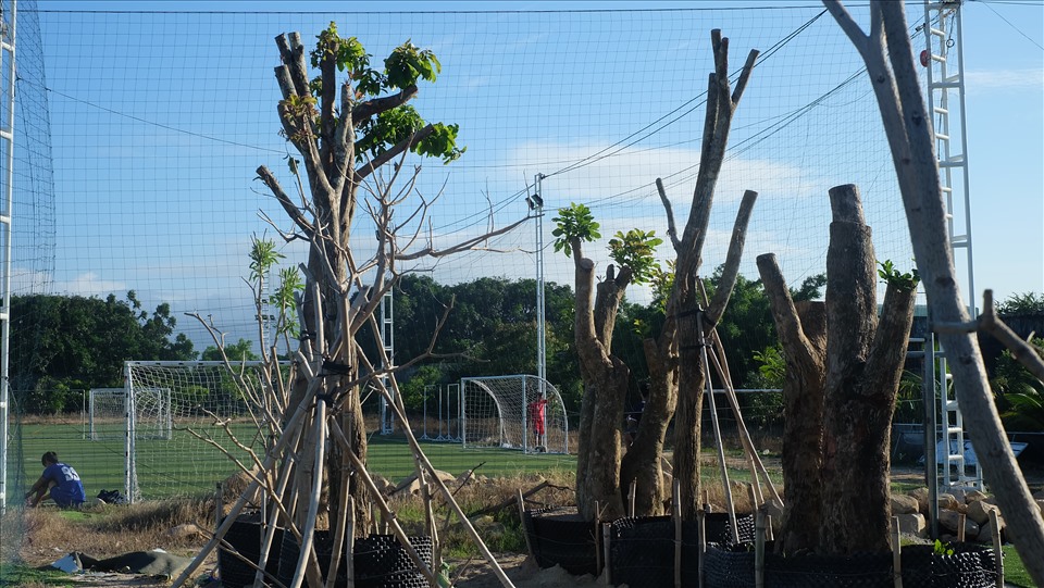 Một phần Sân vận động Cam Ranh trở thành nơi trồng cây cảnh. Ảnh: Nhiệt Băng