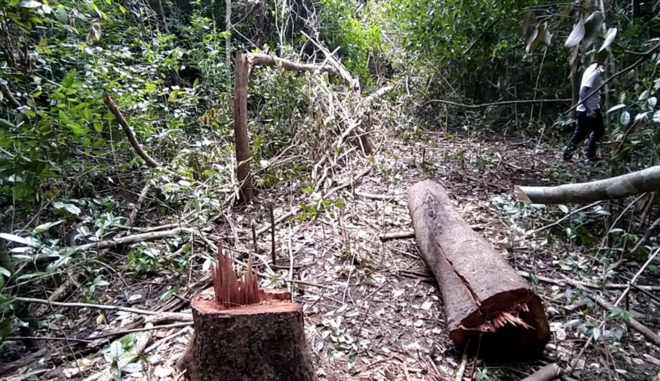 Các cây gỗ bị chặt hạ gồm các dạng như gõ mật, mã tiền, lim xẹt. Trong đó, cây gõ mật là loài quý hiếm, giá thị trường cao (khoảng 15 triệu đồng/m3).
