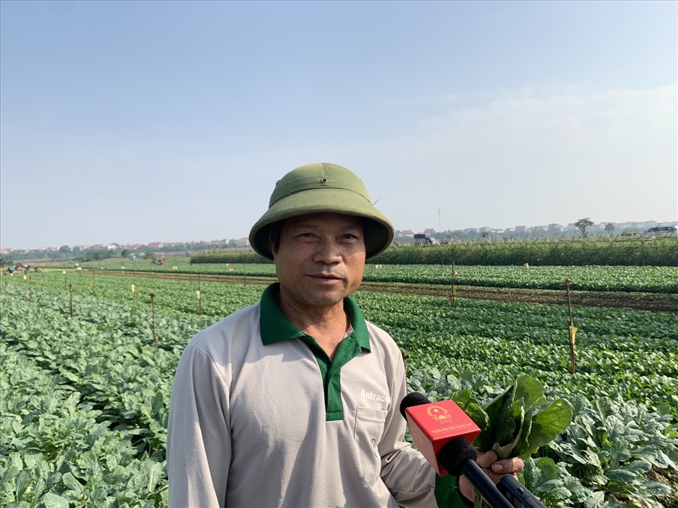 Ông Nguyễn Văn Biên có thu nhập ổn định nhờ chuyển nghề trồng rau sạch.