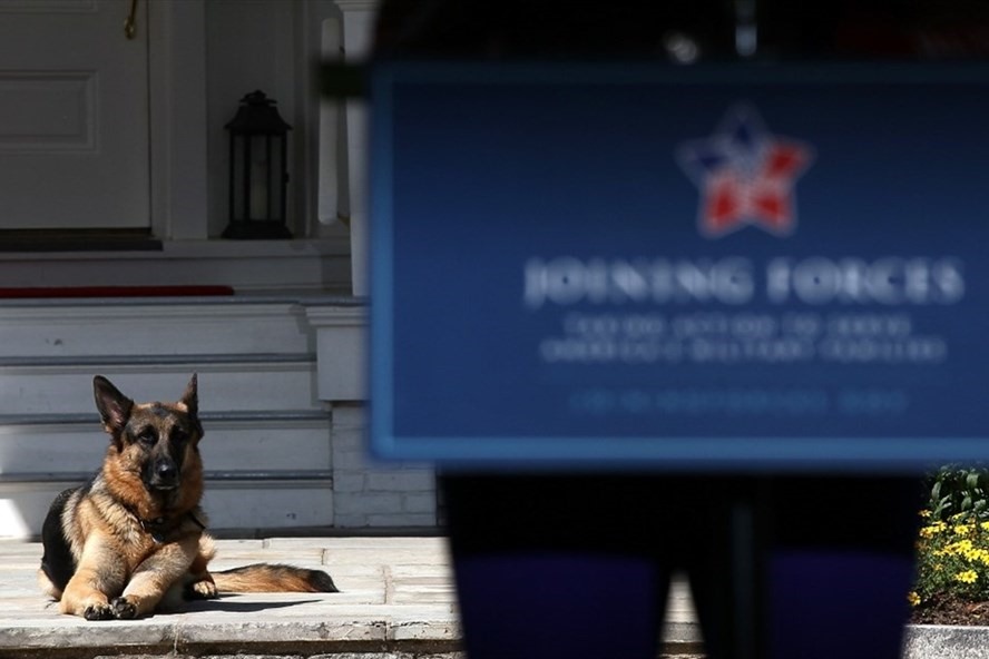 Chú chó Champ nằm bên cạnh khi ông Joe Biden là Phó Tổng thống Mỹ có bài phát biểu trong một sự kiện tổ chức tại dinh thự phó tổng thống hồi tháng 5.2012. Ảnh: AFP.