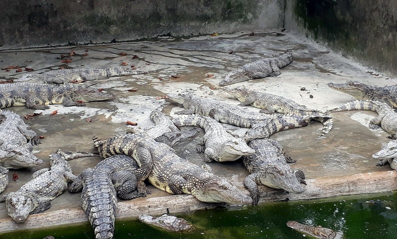 Ngành chức năng khuyến cáo hết sức cẩn thận khi nuôi cá sấu mùa mưa, nước ngập (ảnh Nhật Hồ)