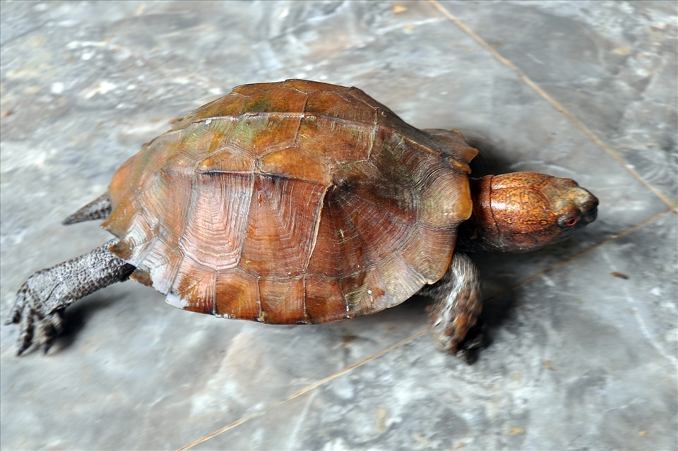 Con rùa màu vàng được xác định là rùa sa nhân đã được anh Lộc bàn giao cho Vườn quốc gia Vũ Quang. Ảnh: Minh Lý