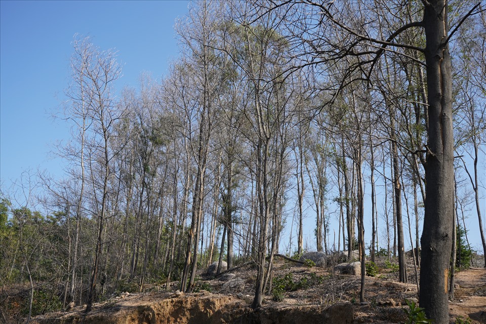 Hàng trăm cây keo rừng sản xuất chết khô, trơ trụi. Ảnh ĐL