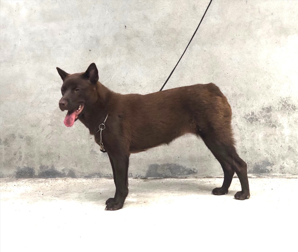 Con chó Cộc tịt màu nâu đỏ, không được VKA cấp giấy chứng nhận công nhận giống chó vì sắc tố lông, viền mắt... Ảnh: Lâm Thế