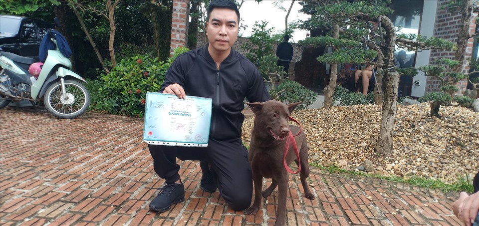 Anh Nguyễn Tuấn Linh giới thiệu về con chó Cộc màu nâu đỏ được VKA cấp giấy chứng nhận giống năm 2019. Anh Linh cho rằng với quy định mới bổ sung của VKA thì con chó này năm nay sẽ trượt - không được cấp giấy chứng nhận. Ảnh: Lâm