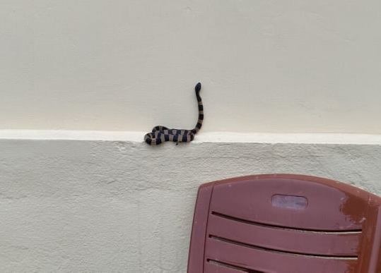 Một con rắn bò lên tường trụ sở xã Thạch Đài. Ảnh: TT.