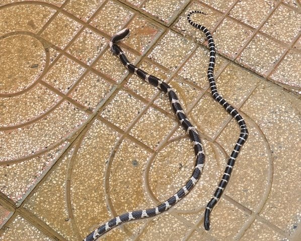 Hãy xem hình về rắn trú ẩn để khám phá thêm về loài rắn đã tạo ra nhiều câu chuyện đầy thú vị cho giới khoa học.