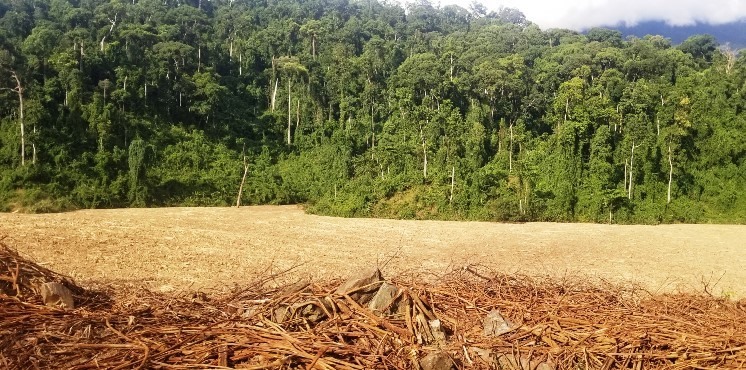 Hàng trăm khối gỗ theo dòng nước lũ đổ về sông Đắk Mi và hồ thủy điện Đắk Mi 4. Ảnh: Thanh Chung