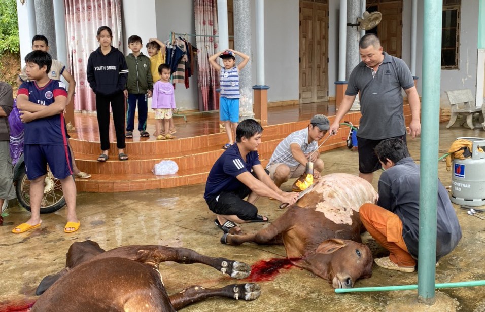 Mưa lớn gây ngập lụt khiến nhiều vật nuôi bị chết. Ảnh: CTV