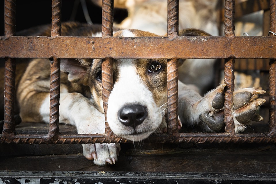 Mục đích của FOUR PAWS là để Chính phủ các nước Đông Nam Á ban hành, củng cố và thực thi luật bảo vệ động vật, nhằm chấm dứt nạn buôn bán tàn bạo.