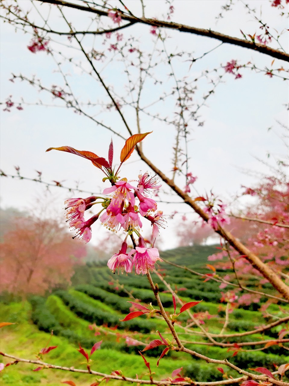 Điều đặc biệt của đồi chè Ô Long so với các đồi chè khác chính là những cây mận rừng mọc lên xen kẽ giữa các luống chè. Lá chè ở đây cũng xanh đậm hơn nhiều so với các đồi chè ở các nơi khác. Ảnh: Minh Minh