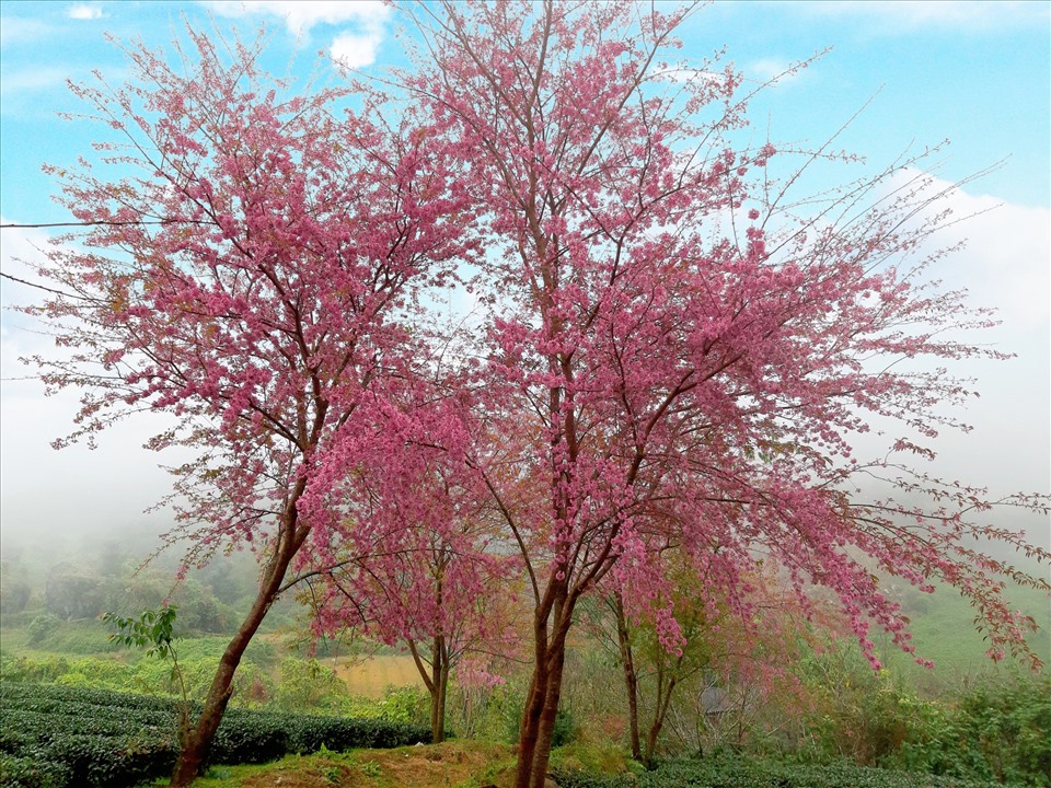 Không gian khoáng đạt, trữ tình của của đồi chè Ô Long vào những ngày nắng xua tan cái rét thấu xương của mảnh đất vùng cao. Những giọt nắng như rót mật xuống từng tán cây, làm hoa đào ánh vàng đẹp mắt. Ảnh: Minh Minh